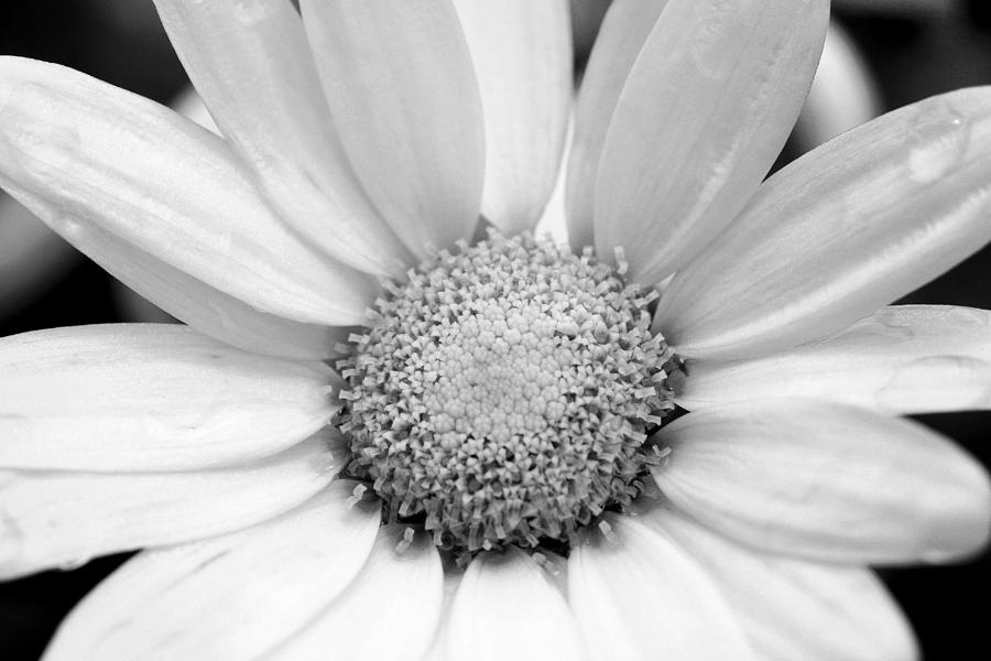 Cheery Daisy - Black and White Photograph by Angela Rath