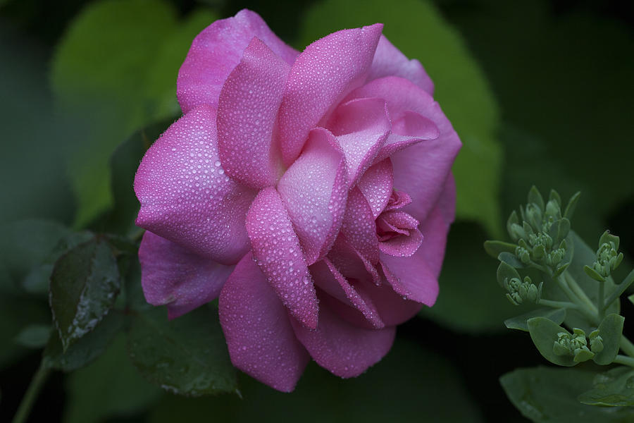 Rose Photograph - Cheery by Doug Norkum