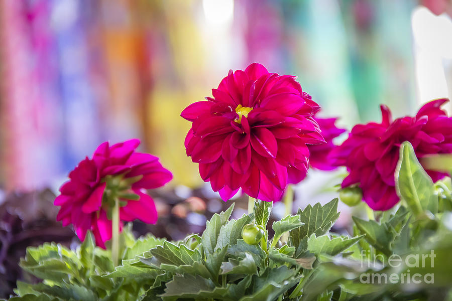 Cheery Pink Flowers Photograph by Joann Long