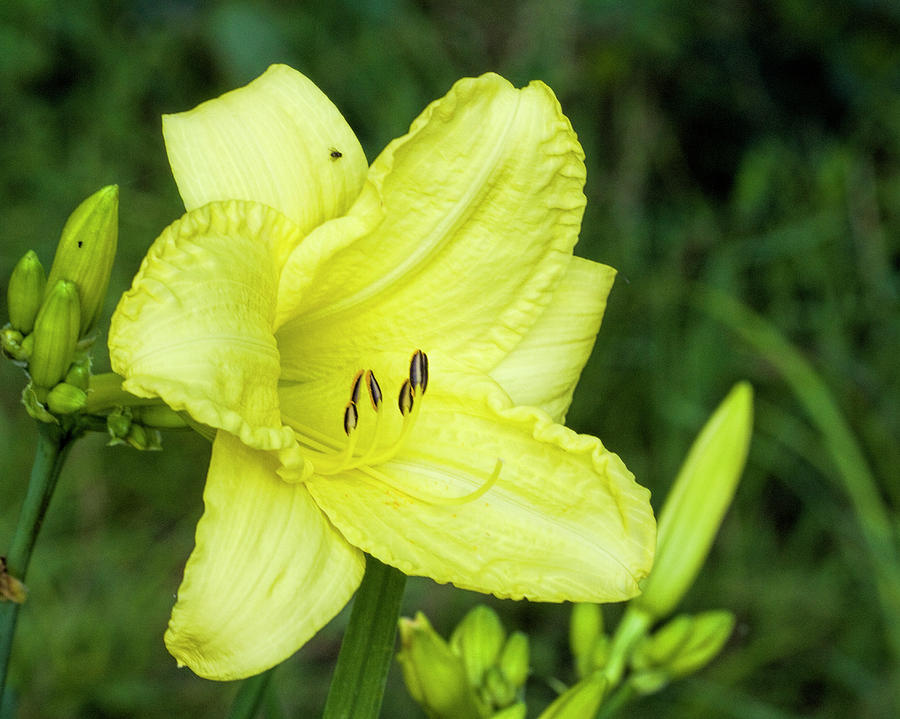 Cheery Yellow Day Lily  Photograph by Kathy Clark