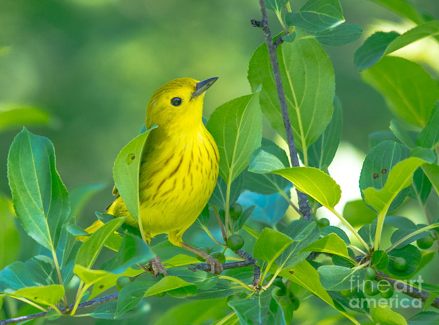 Cheery Yellow Warbler Photograph by Cheryl Baxter