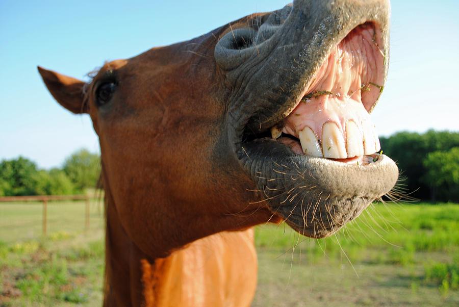 Cheesin' Photograph by Lisa Moore - Fine Art America