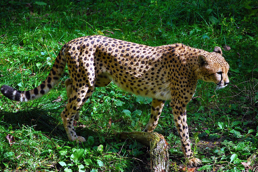 Life Photograph - Cheeta Girl by Michelle BarlondSmith Life Photograph - Cheeta Girl by Michelle BarlondSmith