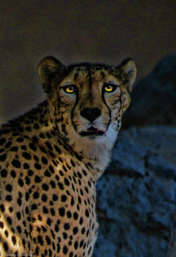 Cheetah 1 Photograph