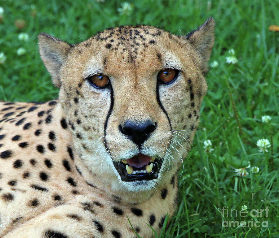Cheetah  1725 Photograph by Jack Schultz