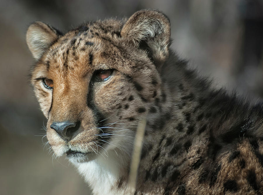 Cheetah 2 Photograph by Rick Mosher