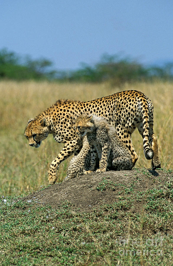 Cheetah Acinonyx Jubatus Photograph by Gerard Lacz