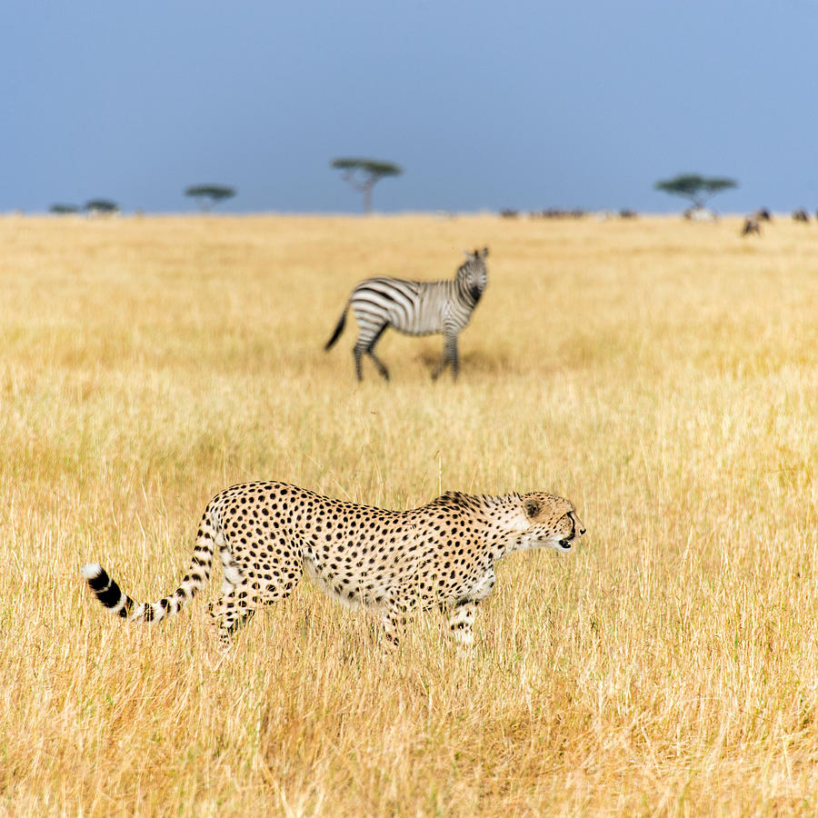Wildlife Photograph - Cheetah Acinonyx Jubatus Looking by Panoramic Images