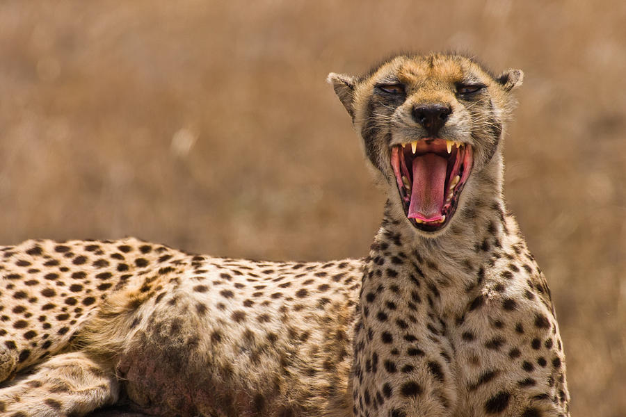 Cheetah Photograph by Adam Romanowicz