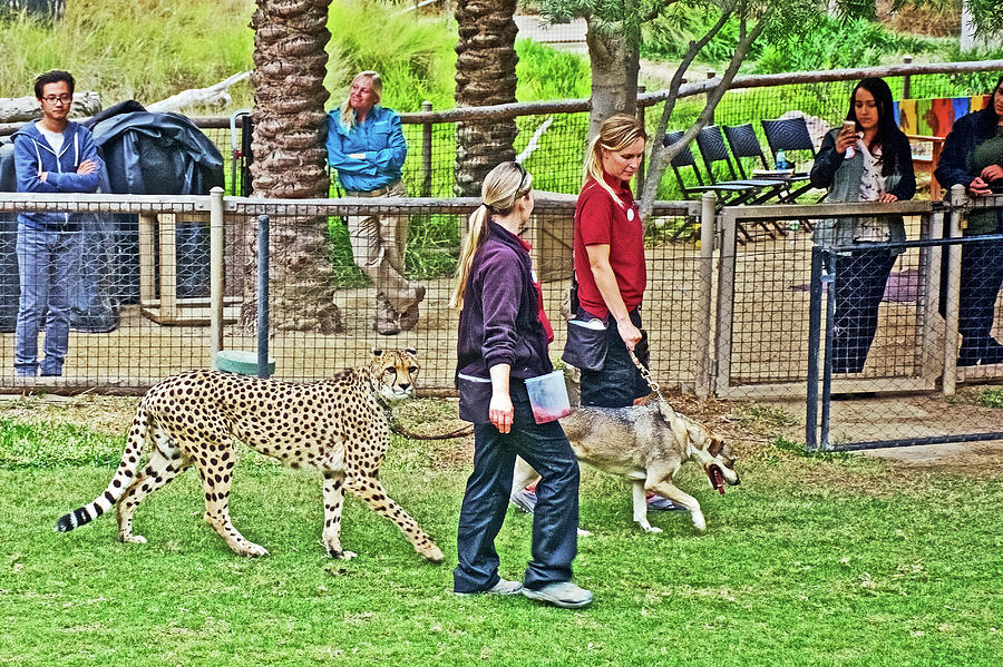 Cheetah after the Run in San Diego Zoo Animal Safari Park, California  Photograph by Ruth Hager