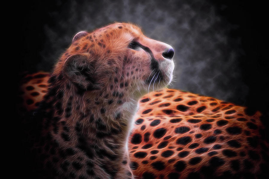Cheetah Aglow Photograph by David Gn