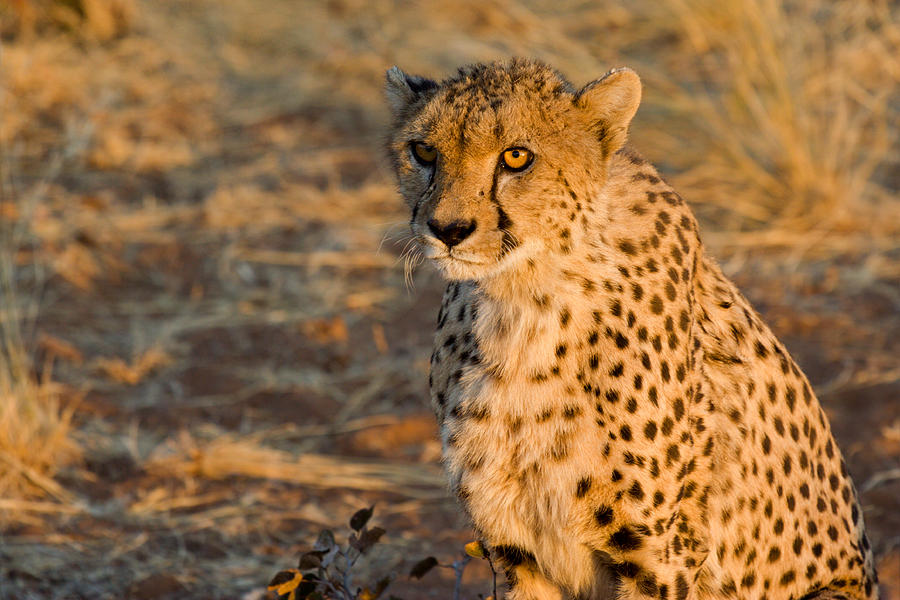 Cheetah  Photograph by Aivar Mikko