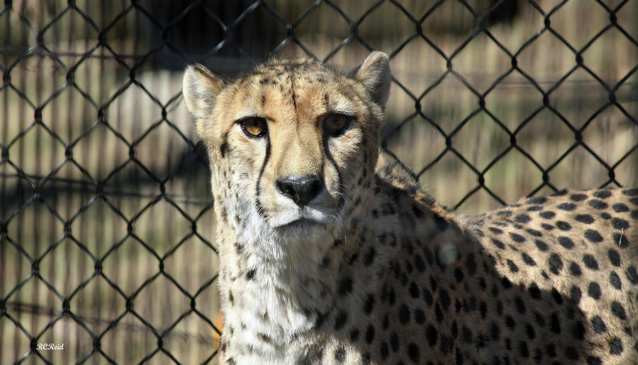 Cheetah Alert Photograph by Ronald Reid