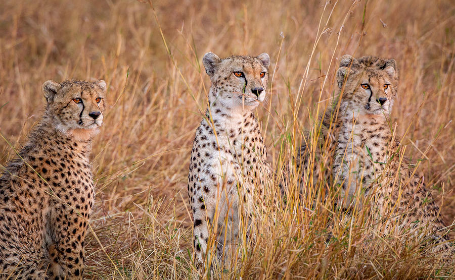 Cheetah Photograph - Cheetah Alpine Glow by Jeffrey C. Sink