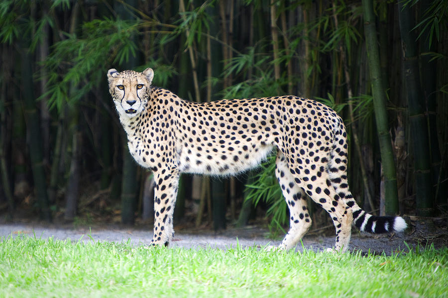 Cheetah Photograph