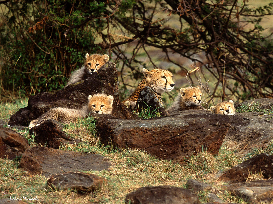 Cheetah And Cubs Photograph by Robert Michaels