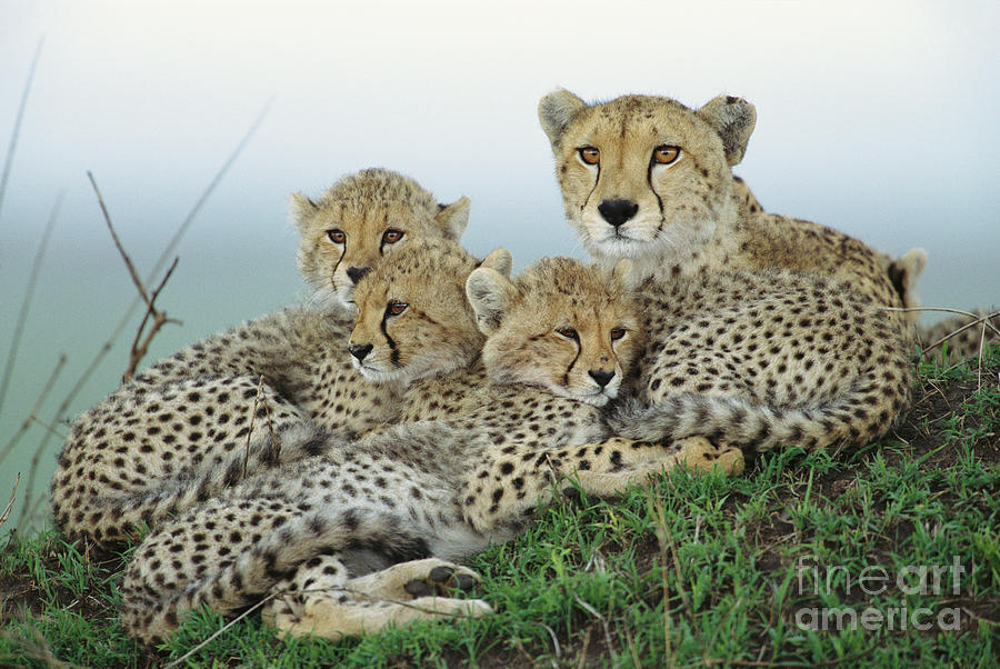 Animal Photograph - Cheetah And Her Cubs by Yva Momatiuk John Eastcott
