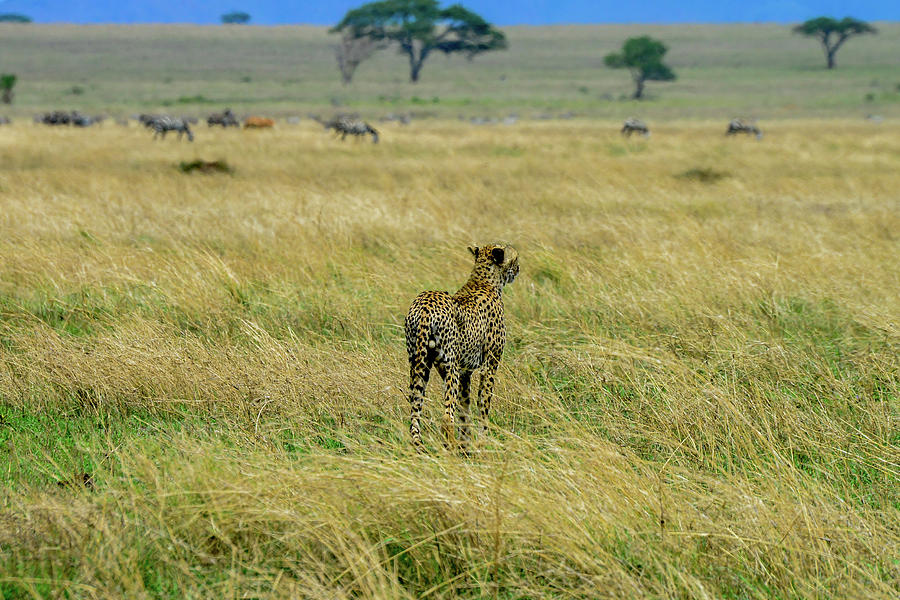 Cheetah and Zebras Photograph by Marilyn Burton