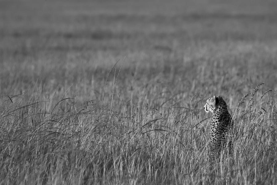 Cheetah Photograph by Andy Bitterer