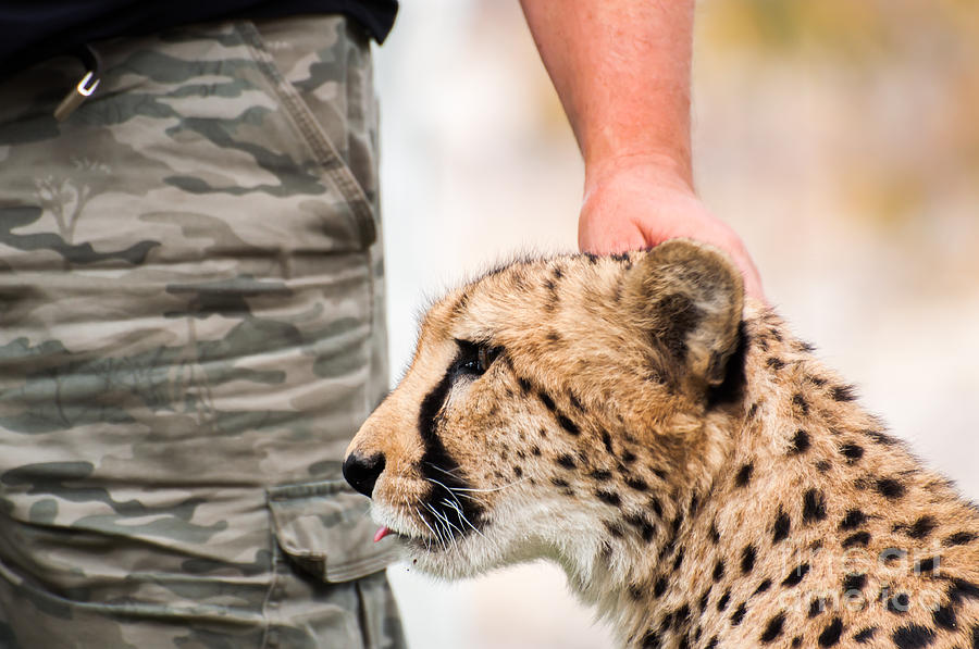 Pet cheetah. Прирученный гепард. Санкт Петербургский гепард фирма хозяин. Cheetah as a Pet.
