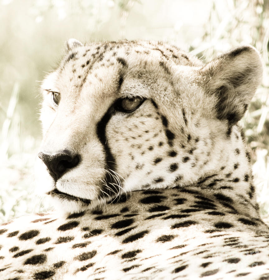 Indianapolis Photograph - Cheetah at Rest by Anita Oakley