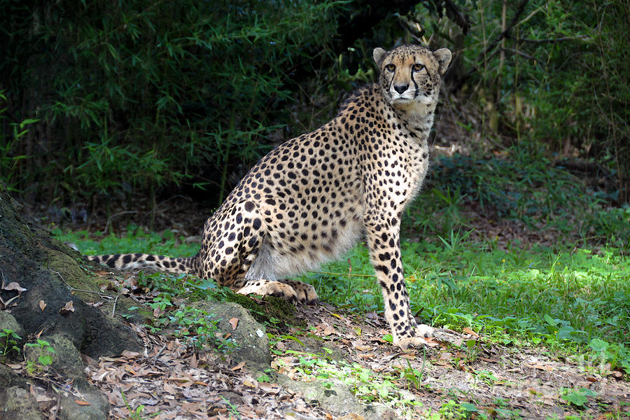 Cheetah Watching Photograph by Catherine Sherman