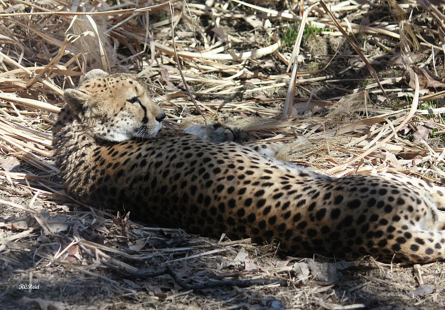 Cheetah Awakened Photograph by Ronald Reid