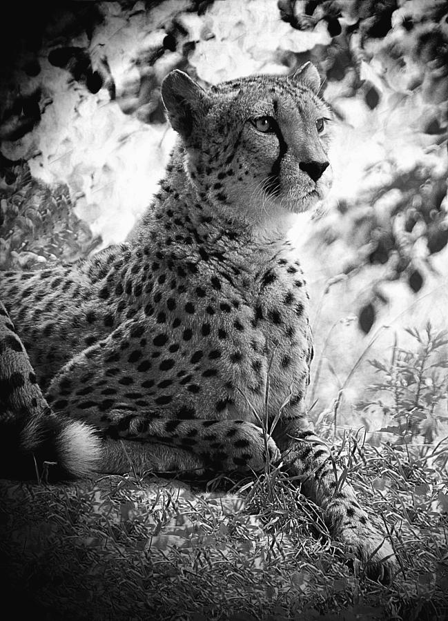 Cheetah B W, Guepard Black And White Photograph by Jean Francois Gil