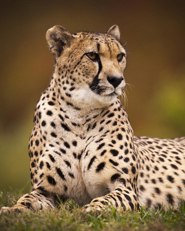 Wildlife Photograph - Cheetah Beauty by Chad Davis