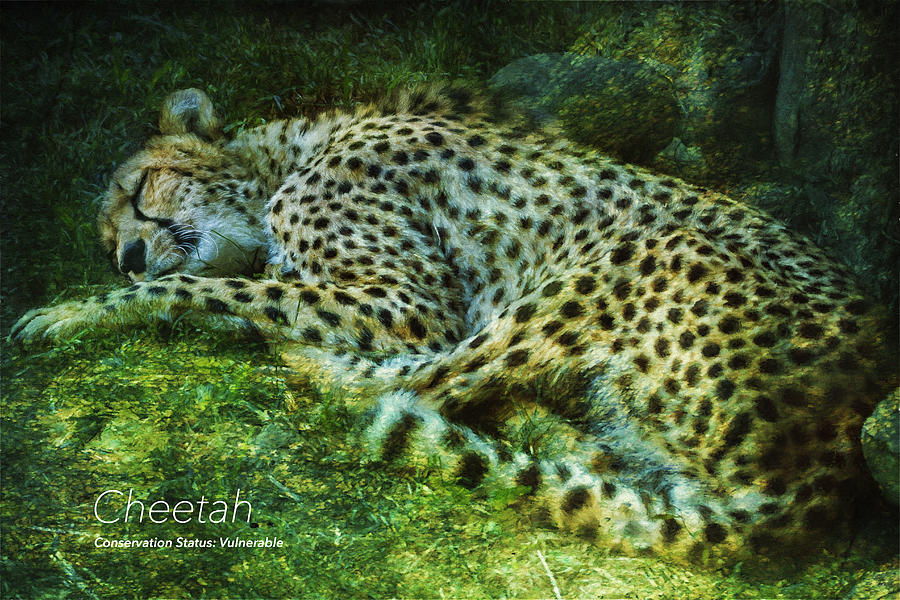 Cheetah Photograph by Belinda Greb