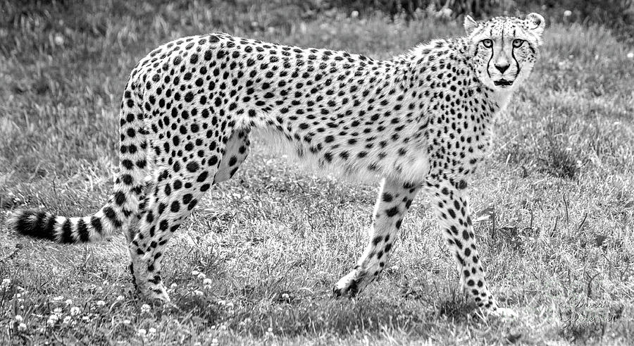 Wildlife Photograph - Cheetah Black and White by David Millenheft