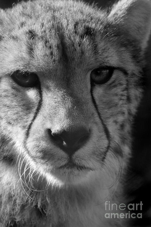 Cheetah Black and White Photograph by Karen Adams