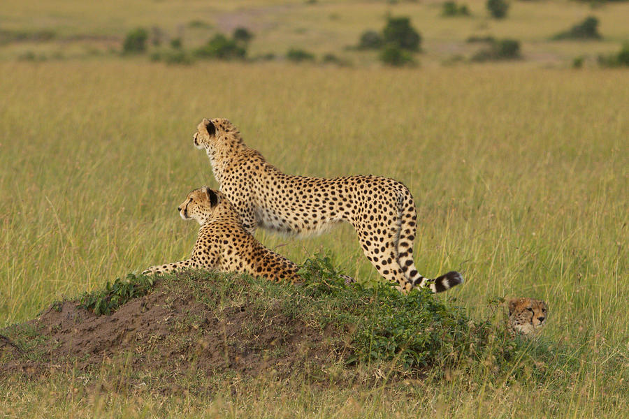 Cheetah Brothers Photograph by Anna Velkey-Solvberg - Pixels