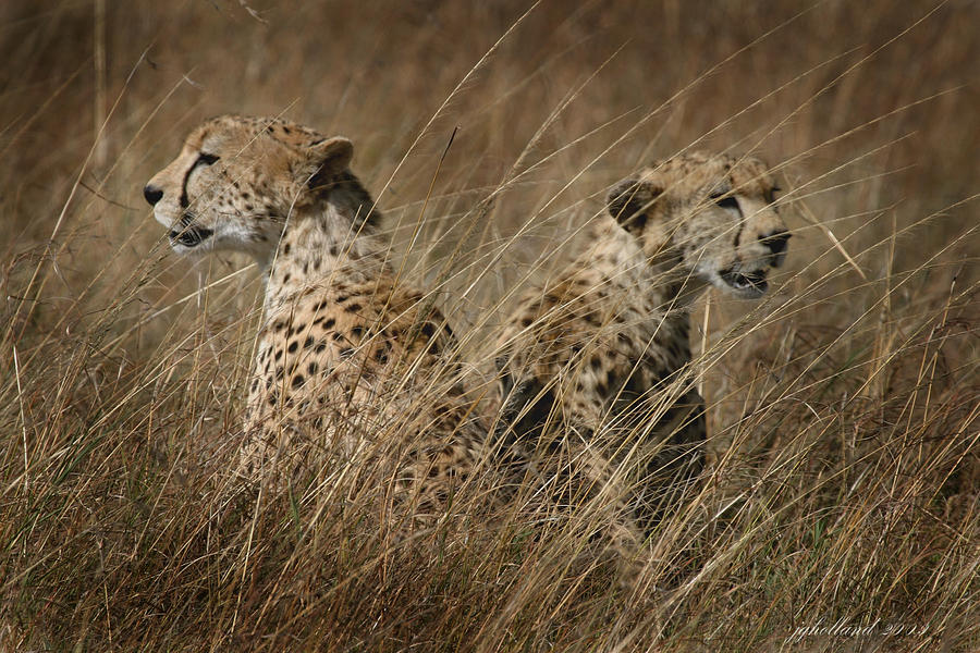 Cheetah Brothers Photograph by Joseph G Holland