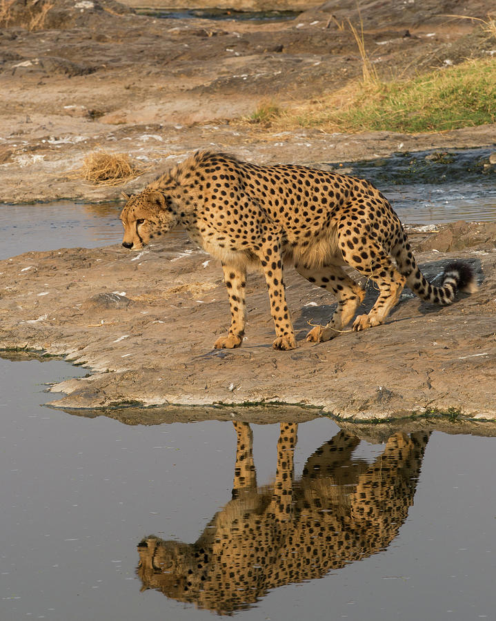 Playful Cheetah Sport Bottle – Turpentine Creek Wildlife Refuge