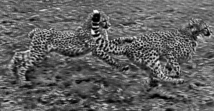 Animal Photograph - Cheetah Cabs Speeding  by Miroslava Jurcik