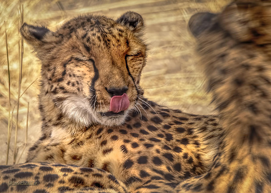 Cheetah Cattitude Photograph by LeeAnn McLaneGoetz McLaneGoetzStudioLLCcom