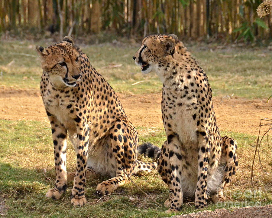 Cheetah Chat 2 Photograph by Carol  Bradley