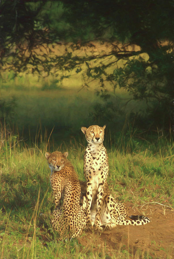 Wildlife Photograph - Cheetah by Christian Heeb