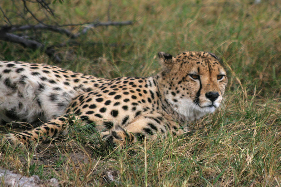 Cheetah Close Up Photograph by Karen Zuk Rosenblatt