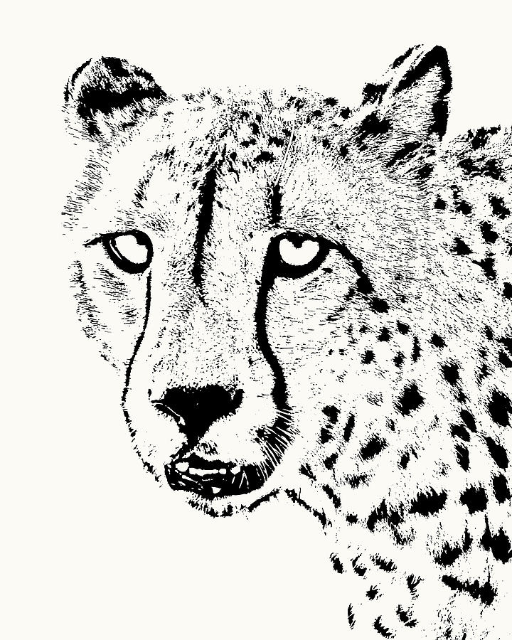 Cheetah Close-up by Scotch Macaskill Cheetah Close-up by Scotch Macaskill