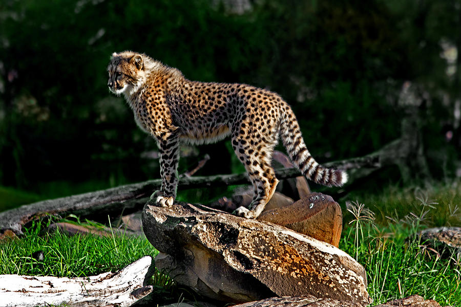 Rock Photograph - Cheetah cub finds her pride rock by Miroslava Jurcik