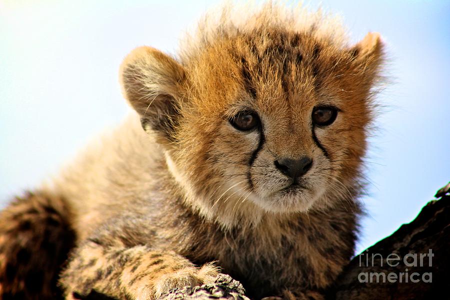 Cheetah Cub Photograph by Matthew Keoki Miller - Fine Art America