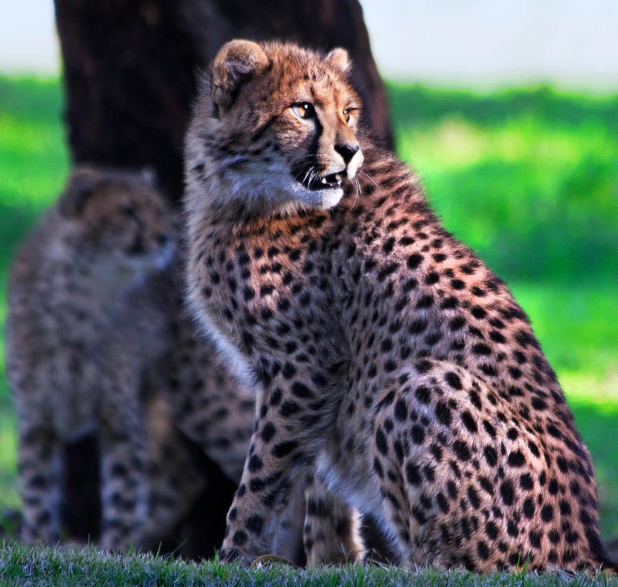 Cheetah cub Photograph by Miroslava Jurcik