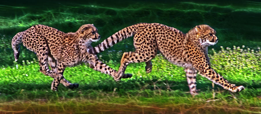 Cheetah Cub Play Time Photograph by Miroslava Jurcik