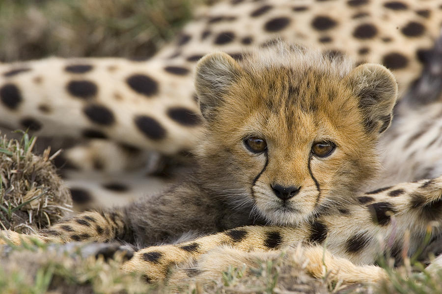 Cheetah Cub Portrait Photograph by Suzi Eszterhas