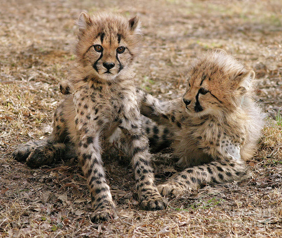Cheetah Cubs Photograph by Art Cole