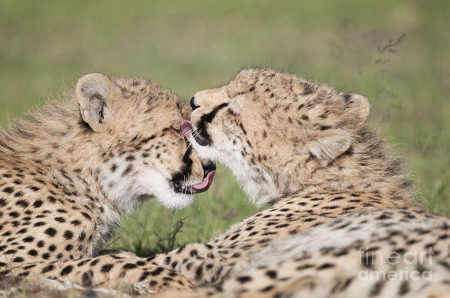 Cheetah Cubs Licking Photograph by Tui De Roy