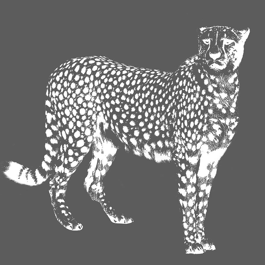 Cheetah Photograph - Cheetah Cut Out White by Greg Noblin