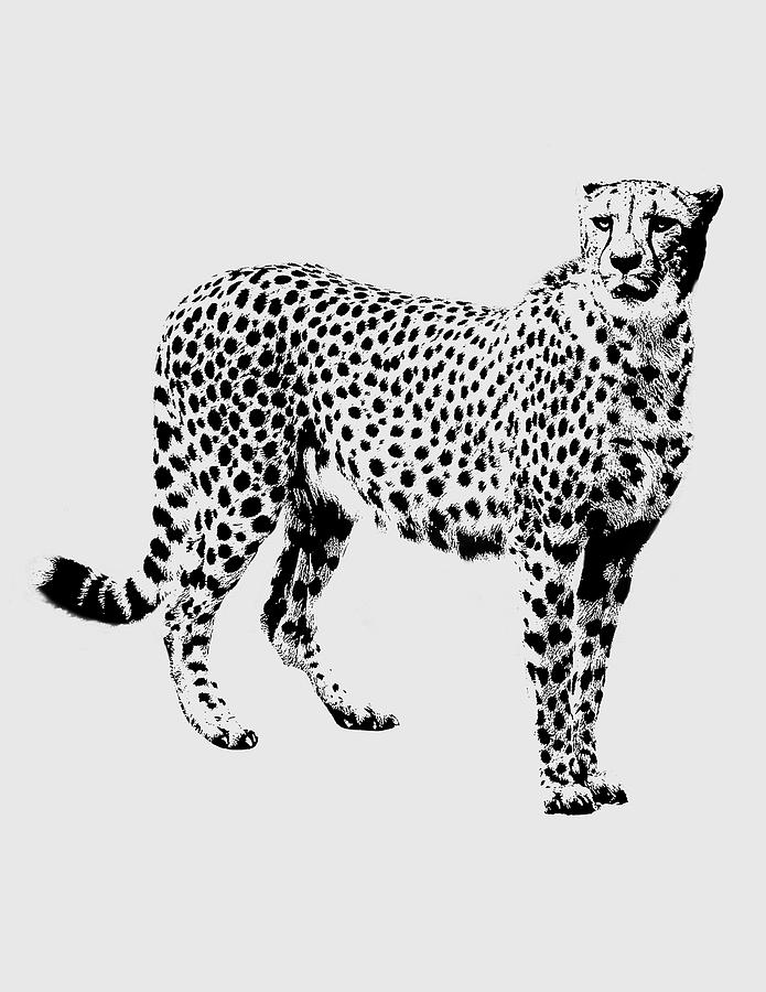 Black And White Photograph - Cheetah Cutout by Greg Noblin